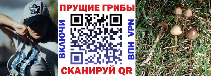 где можно купить наркотик  Якутск  Псилоцибиновые грибы Psilocybine cubensis 